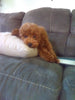 ACA Registered Mini Poodle For Sale Sugarcreek OH Male-Kodak
