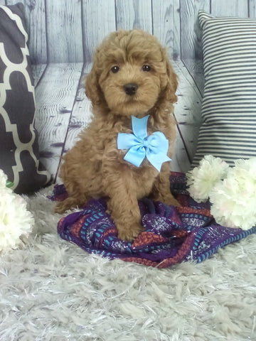 Cockapoo For Sale Sugarcreek OH Male-Eclipse