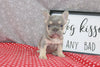 AKC Registered French Bulldog For Sale Wooster OH Female-Ariel