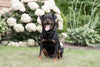 AKC Registered Rottweiler For Sale Sugarcreek OH Female-Cassidy