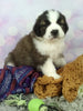 AKC Registered Saint Bernard For Sale Sugarcreek OH Female-Teresa