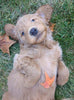 Mini Goldendoodle For Sale Fredericksburg OH Male-Oliver