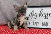 AKC Registered French Bulldog For Sale Wooster OH Male-Parkin