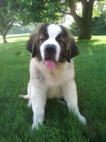 AKC Registered Saint Bernard For Sale Sugarcreek OH Male-Brutus