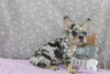 AKC Registered French Bulldog For Sale Wooster OH Female-Beth