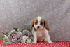 AKC Registered Cavalier For Sale Wooster OH Female-Sora