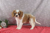 AKC Registered Cavalier For Sale Wooster OH Male-Scotty