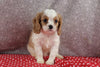 AKC Registered Cavalier For Sale Wooster OH Male-Sladen