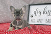 AKC Registered French Bulldog For Sale Wooster OH Female-Adrianna