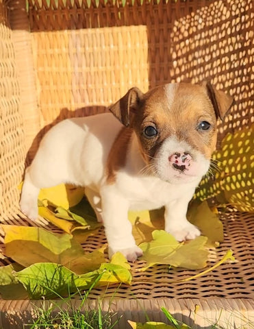 Jack Russell Terrier For Sale Fredericksburg OH Male-Baxter