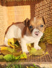 Jack Russell Terrier For Sale Fredericksburg OH Male-Baxter