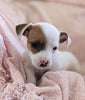 Jack Russell Terrier For Sale Fredericksburg OH Female-Juniper