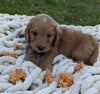 Mini Goldendoodle For Sale Fredericksburg OH Female-Twinkle