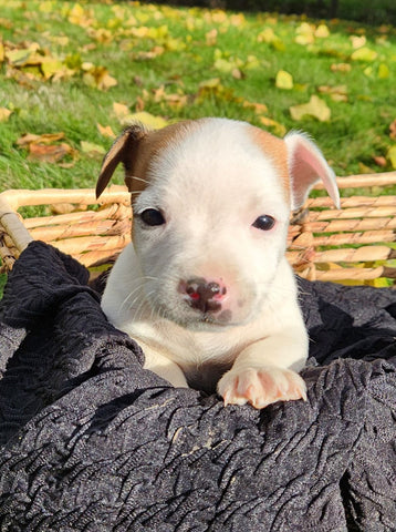 Jack Russell Terrier For Sale Fredericksburg OH Male-Oscar