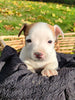 Jack Russell Terrier For Sale Fredericksburg OH Male-Oscar