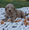 Mini Goldendoodle For Sale Fredericksburg OH Female-Lilah