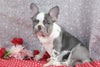 AKC Registered French Bulldog For Sale Wooster OH Male-Nikon