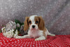 AKC Registered Cavalier For Sale Wooster OH Male-Cody