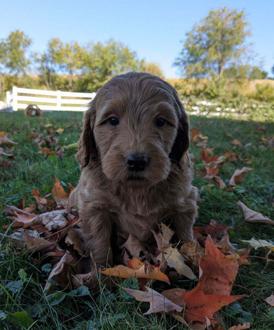 Mini Goldendoodle For Sale Fredericksburg OH Male-Oliver