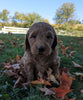 Mini Goldendoodle For Sale Fredericksburg OH Male-Oliver