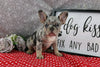 AKC Registered French Bulldog For Sale Wooster OH Female-Penny