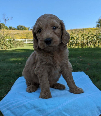Mini Goldendoodle For Sale Fredericksburg OH Male-Monty