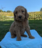 Mini Goldendoodle For Sale Fredericksburg OH Male-Monty