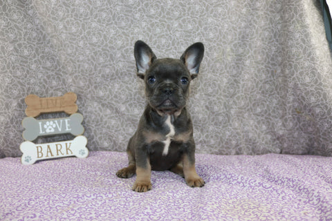 AKC Registered French Bulldog For Sale Wooster OH Female-Brooke