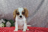 AKC Registered Cavalier For Sale Wooster OH Male-Conlan