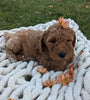 Mini Goldendoodle For Sale Fredericksburg OH Female-Florie