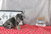 AKC Registered French Bulldog For Sale Wooster OH Male-Ben