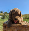 Mini Goldendoodle For Sale Fredericksburg OH Male-Frankie