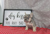AKC Registered French Bulldog For Sale Wooster OH Female-Ariel