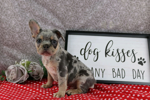 AKC Registered French Bulldog For Sale Wooster OH Male-Payton