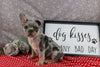 AKC Registered French Bulldog For Sale Wooster OH Male-Payton