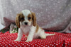 AKC Registered Cavalier For Sale Wooster OH Male-Corey