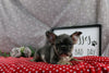 AKC Registered French Bulldog For Sale Wooster OH Male-Parkin