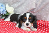 AKC Registered Cavalier For Sale Wooster OH Female-Stella
