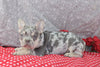 AKC Registered French Bulldog For Sale Wooster OH Male-Max