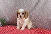 AKC Registered Cavalier For Sale Wooster OH Male-Sladen