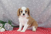 AKC Registered Cavalier For Sale Wooster OH Male-Sajey