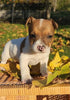 Jack Russell Terrier For Sale Fredericksburg OH Male-Baxter