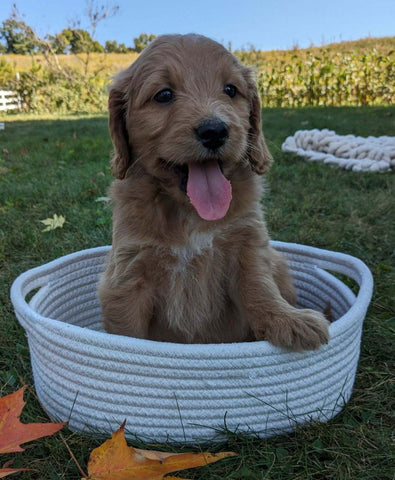 Mini Goldendoodle For Sale Fredericksburg OH Female-Twinkle