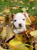 Jack Russell Terrier For Sale Fredericksburg OH Male-Oscar