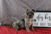 AKC Registered French Bulldog For Sale Wooster OH Male-Payton