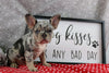 AKC Registered French Bulldog For Sale Wooster OH Female-Penny
