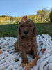 Mini Goldendoodle For Sale Fredericksburg OH Female-Florie