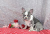 AKC Registered French Bulldog For Sale Wooster OH Male-Nikon