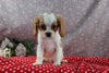 AKC Registered Cavalier For Sale Wooster OH Male-Conlan