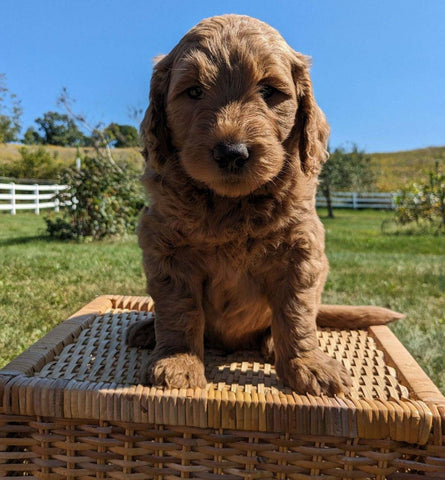 Mini Goldendoodle For Sale Fredericksburg OH Male-Frankie
